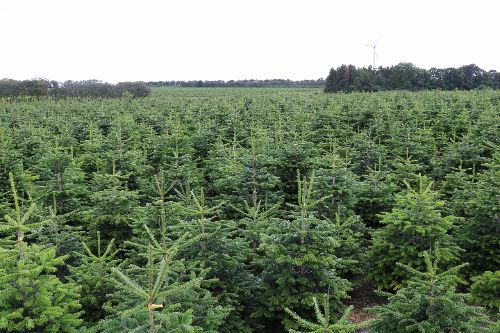 Boomkwekerij Limburg België