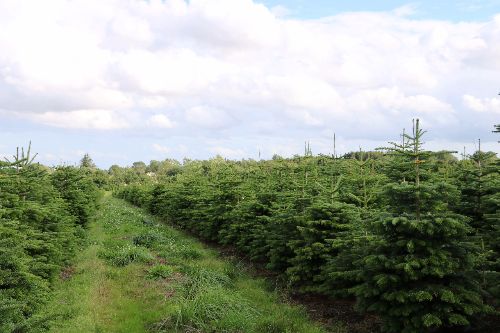 Kerstbomen Groothandel