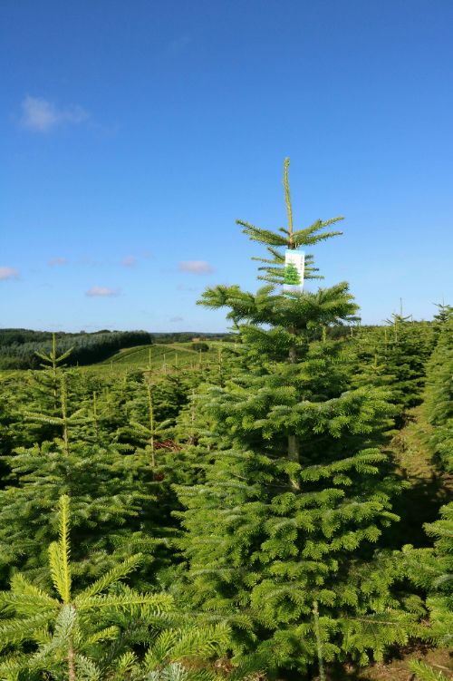 ingenieur Het beste Begeleiden Nordmann Kerstboom – Zilverspar | Poppelaars Kerstbomen
