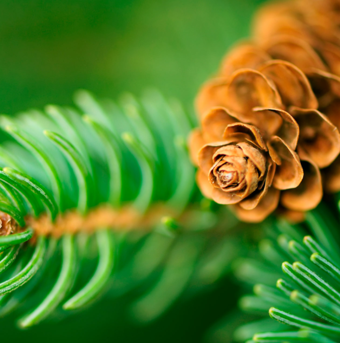 Kerstboom kopen Global Nature Trees in Breda