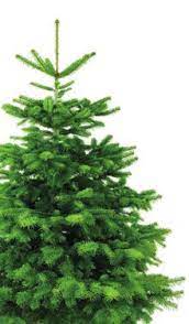 Global Nature Trees Forestline Nordmann Kerstboom