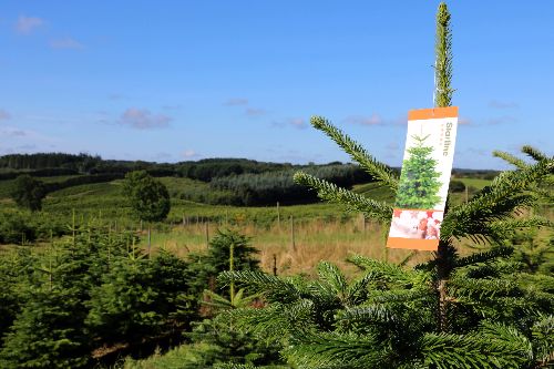 Te voet terrorisme opleiding Groothandel kerstbomen | Poppelaars kerstbomen