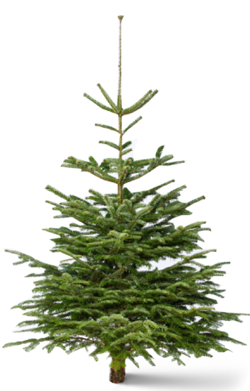 naaimachine Dankzegging stad Abies Nordmanniana - Poppelaars Kerstbomen, handelskwekerij en groothandel  in kerstbomen
