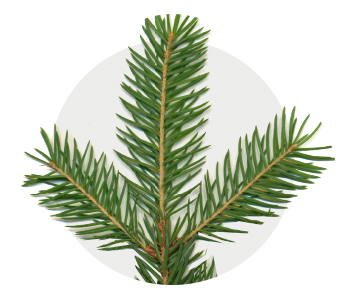 Meer weten over de Picea Abies? Meer weten over de Picea Abies?