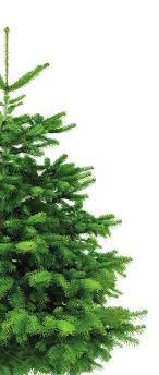 Global Nature Trees Natureline Nordmann Kerstboom