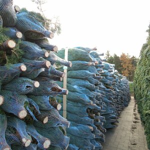 Global Nature Trees