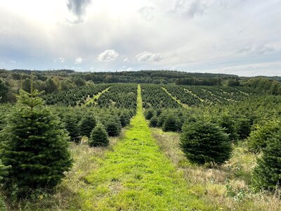 Global Nature Trees