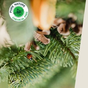 Global Nature Trees